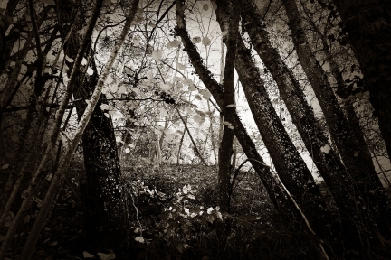 JL Bories – Paysages – 013